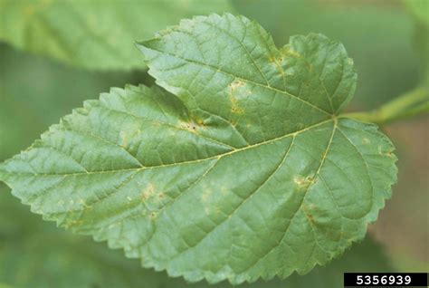 bacterial blight (Pseudomonas syringae pv. mori)