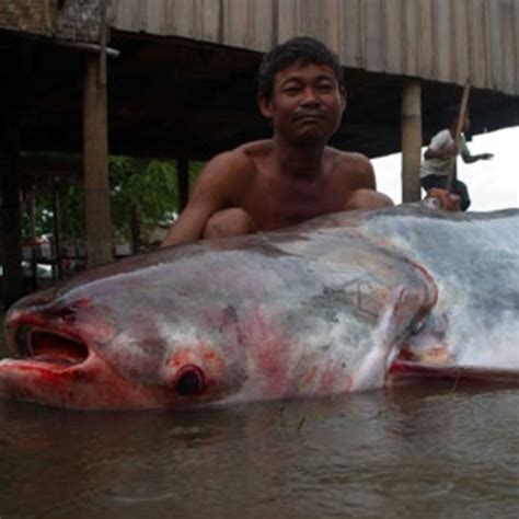 Mekong Giant Catfish