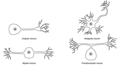 35.2: Neurons and Glial Cells - Neurons - Biology LibreTexts