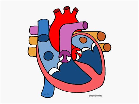 heart circulatory system clipart - Clip Art Library