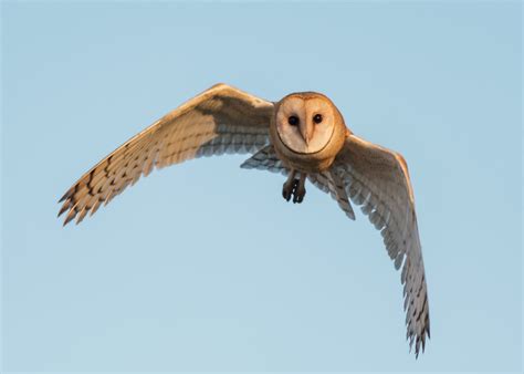 Barn Owl Wingspan