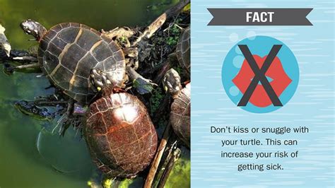 CDC: Don't kiss your turtle; Salmonella outbreak linked to pets | FOX 7 ...