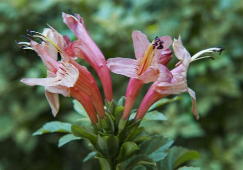 Pink Tecoma Flowers | ClipPix ETC: Educational Photos for Students and ...