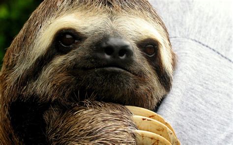 Sloth Wallpapers - Wallpaper Cave