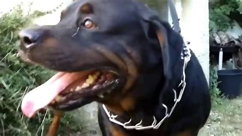 Rottweiler barking - YouTube