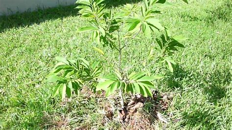 Sugar Apple (Sweetsop) Tree - Part 1 - YouTube