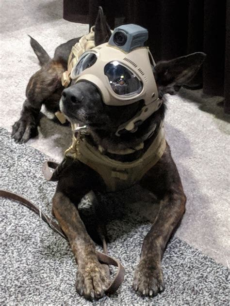 PsBattle: Dog with tactical helmet (seen on r/aww) : r/photoshopbattles