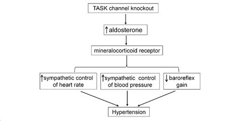 | Summary of the mechanism underlying hyperaldosteronism-associated... | Download Scientific Diagram