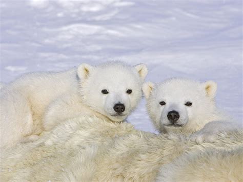 JONAH WOLF: Cute Polar Bear Babies Cuddling in the snow!