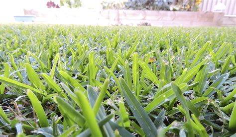 Growing Buffalo Grass From Seed - Grech's Turf Supplies Sydney - Buy Sir Walter Buffalo Online