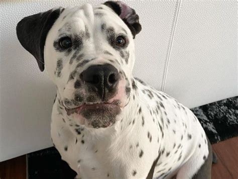 Dalmation Pitbull Mix Puppies - Upper Sandusky Oh Dalmatian Meet Snow A ...