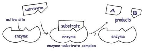 Enzymes: Structure and Function | SchoolWorkHelper