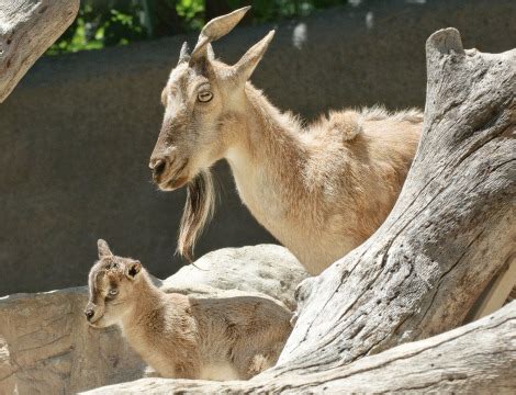 Markhor | Animal Wildlife