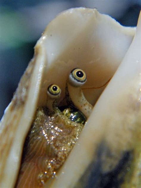 a conch peeping out of its shell...this gives me a whole different ...