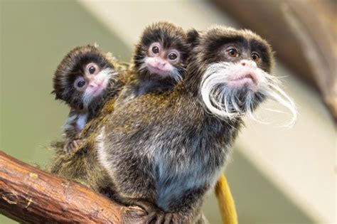 Marvel at the cuteness of these tiny tamarin monkey triplets, each with a mini moustache ...