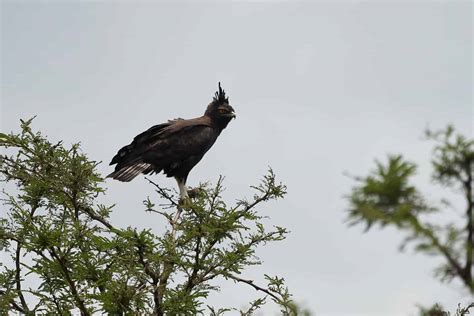 African Crowned Eagle vs. Harpy Eagle: How Do They Measure Up?