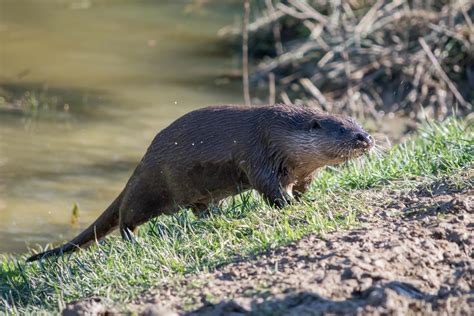 Eurasian Otter in natural habitat 6823800 Stock Photo at Vecteezy