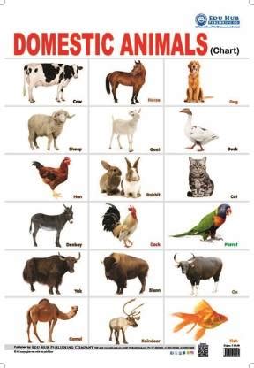 Domestic Animals Chart: Buy Domestic Animals Chart by NA at Low Price in India | Flipkart.com