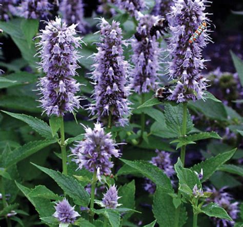 30 Giant Hyssop Agastache Lavender Seeds-agastache | Etsy