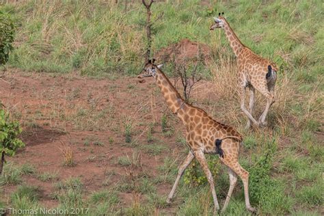 DRC's Garamba National Park: The last giraffes of the Congo