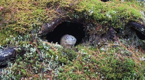 Plants & Animals | Daisetsuzan | National Parks of Japan