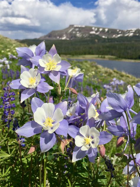 Closeups of Colorado's Colorful Wildflowers | Colorado wildflowers, Wild flowers, Visit colorado