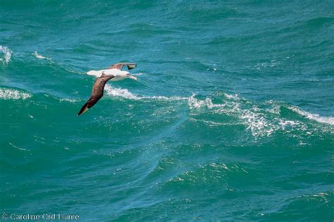 New Zealand Albatross Toroa - List of Albatross Species, Diomedeidae ...