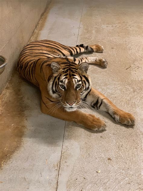 Lincolnshire Wildlife Park 2019