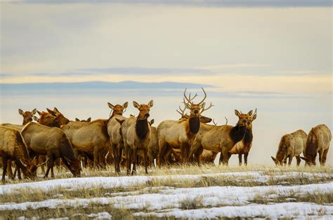 Elk Herd Photograph by WyoGal Photography - Fine Art America