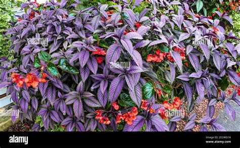 A Violet Flower Arrangement With Red Flowers in it Stock Photo - Alamy