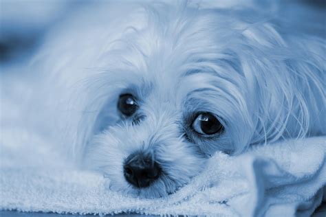 Runny Eyes in Dogs: How to Treat and When to Seek Help - TrueBlue Pets