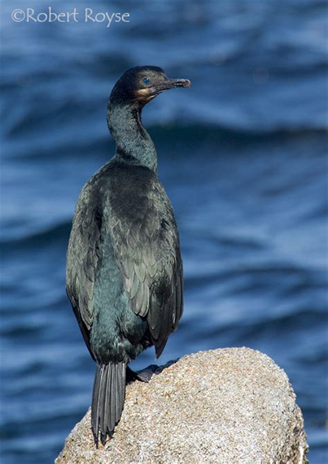 Brandt's Cormorant