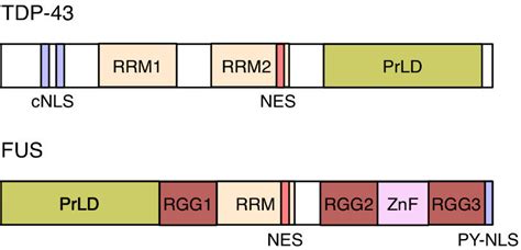 Domain structure of TDP-43 and FUS. TDP-43 contains two RNA recognition ...