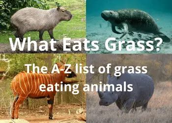 What Eats Grass: The Full A-Z List of Animals That Eat Grass