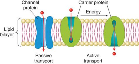 Protein’s Functions in the Body