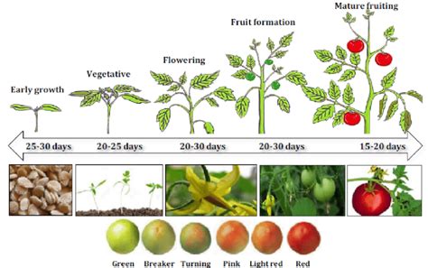 Tomato Seedlings, Tomato Plants, Unusual Flowers, Unusual Plants ...