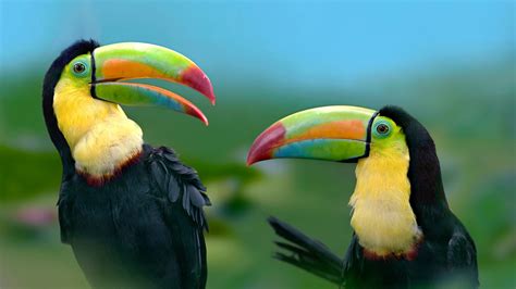 Toucan Bird Wallpapers - Wallpaper Cave