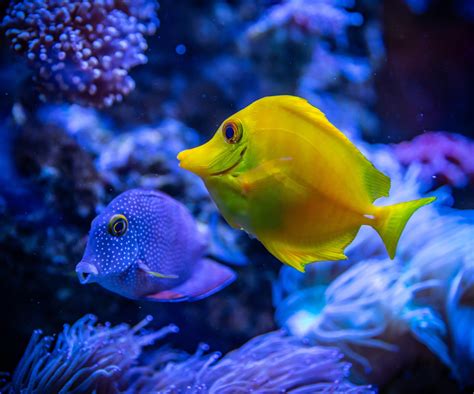 Download Underwater Sea Animal Fish 4k Ultra HD Wallpaper