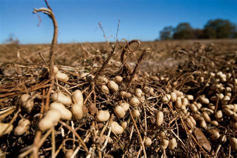 Peanut Crop Rotation Benefits Cotton and Alabama Economy - Farm Flavor