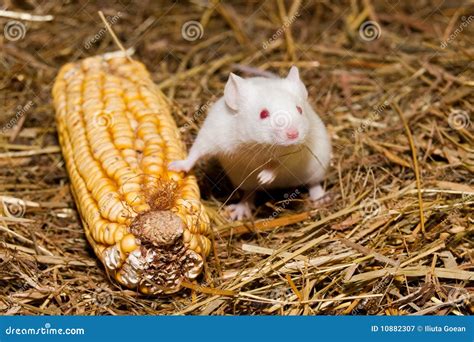 White Mouse stock image. Image of animal, mouse, mice - 10882307