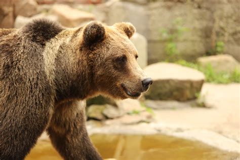 Brown Bear in the Zoo · Free Stock Photo