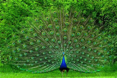 HD wallpaper: Peacock, picture, cool, beautiful, animals | Wallpaper Flare