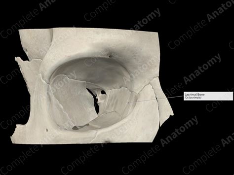 Lacrimal Bone | Complete Anatomy