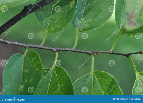 Basic Tree Identification: Alternate Leaf Arrangement Stock Photo - Image of base, botany: 73546956