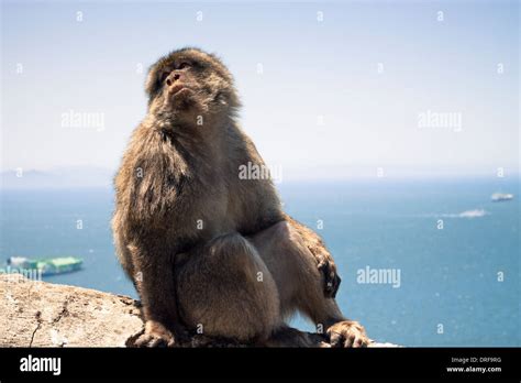 Barbary Macaques in Gibraltar Stock Photo - Alamy