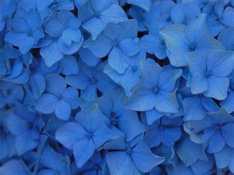 Pin van Keeva op BLUE | Hortensia, Blauwe dingen, Oogkleur