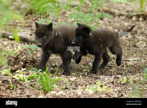 Timber wolf, american wolf (Canis lupus occidentalis) pups at burrow ...