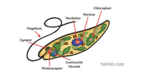 What are Protists? - Answered - Twinkl Teaching Wiki