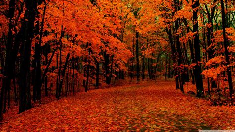 Pathway Through Autumn Wallpapers - Wallpaper Cave