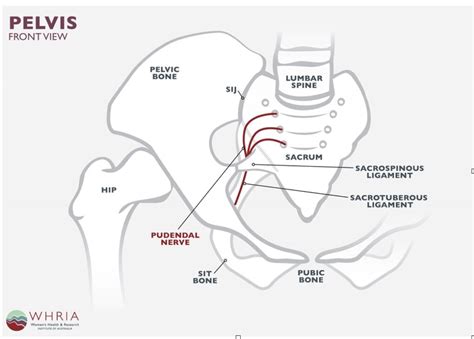 Pudendal Nerve Pain | Move Osteopathy